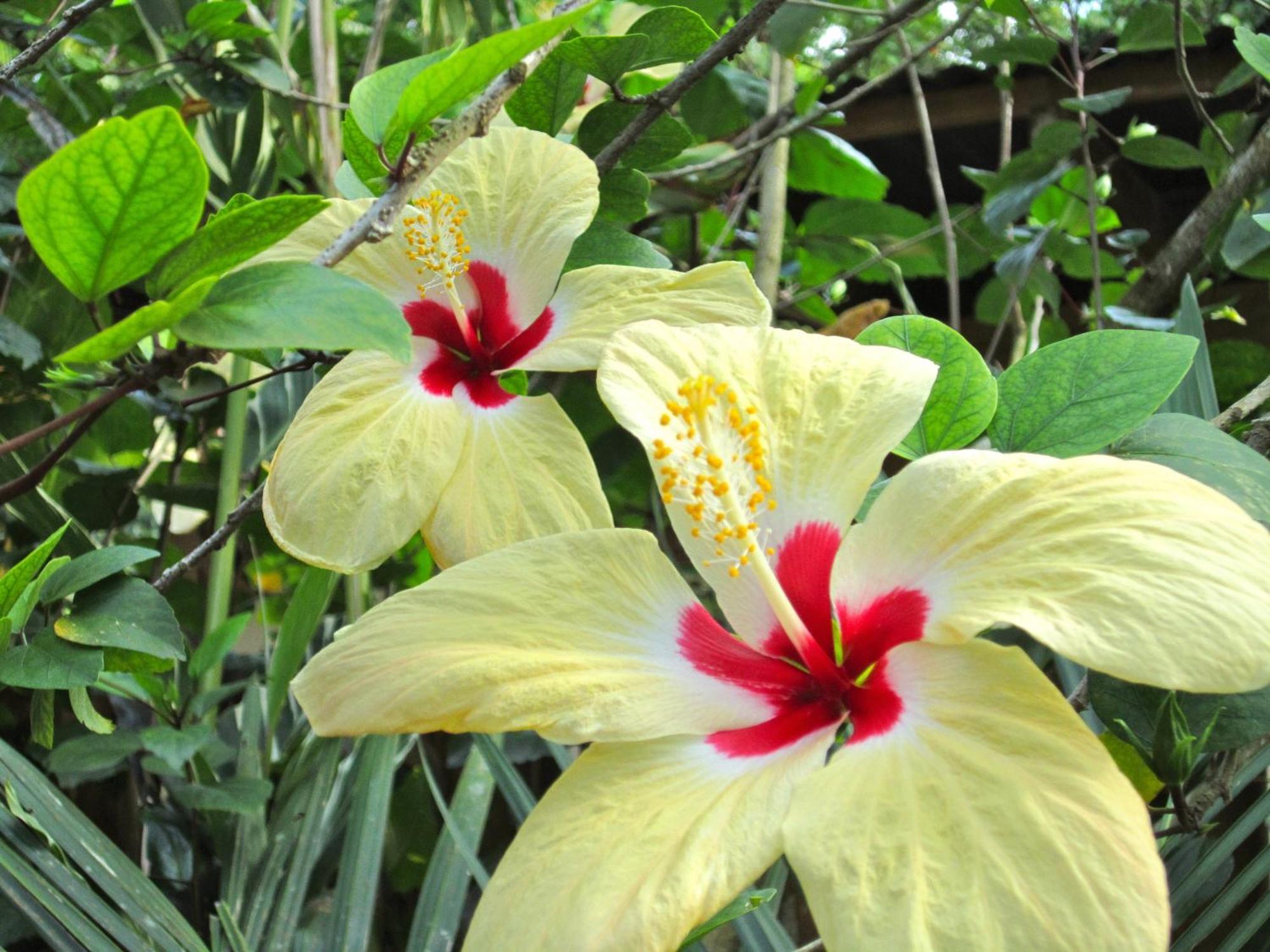 Physis Caribbean Bed & Breakfast Puerto Viejo de Talamanca المظهر الخارجي الصورة